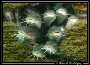 No more place !
(Plotosus lineatus) by Raoul Caprez 